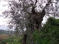 ivo di Motta-20110228 021